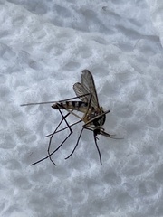 Aedes triseriatus