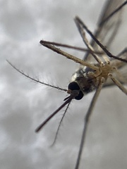 Aedes triseriatus