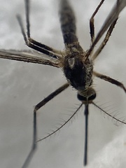 Aedes triseriatus