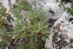 Chamaebatiaria millefolium