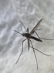 Aedes triseriatus