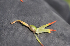 Castilleja suksdorfii