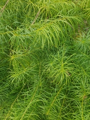 Amsonia hubrichtii