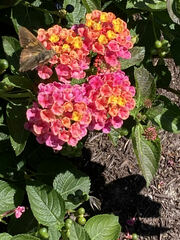 Macroglossum stellatarum