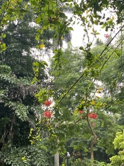 Hibiscus schizopetalus
