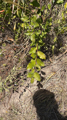 Ehretia anacua