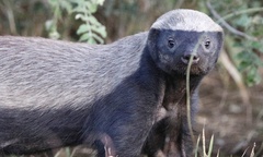 Mellivora capensis