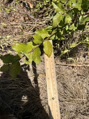 Ehretia anacua