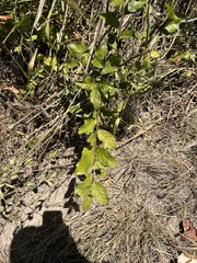 Ehretia anacua