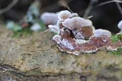 Trichaptum abietinum