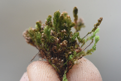 Mniaceae