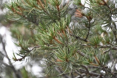 Pinus edulis