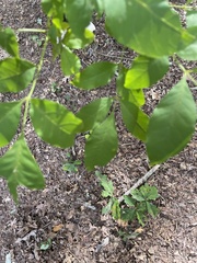 Fraxinus americana