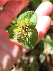 Elephantopus tomentosus