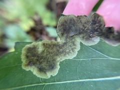 Nemorimyza posticata