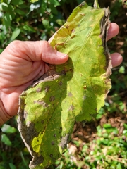 Elephantopus tomentosus