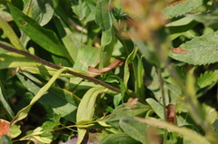 Castilleja suksdorfii