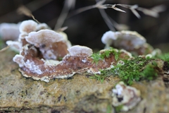 Trichaptum abietinum