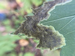 Nemorimyza posticata