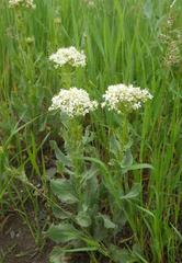 Lepidium draba