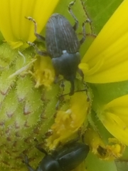 Odontocorynus
