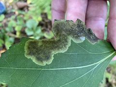 Nemorimyza posticata