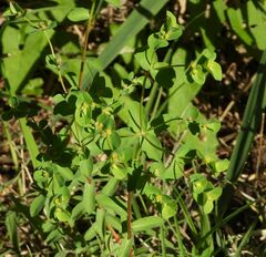 Euphorbia stricta