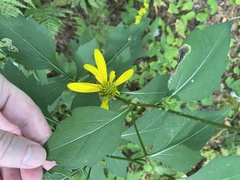 Nemorimyza posticata