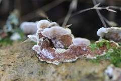 Trichaptum abietinum