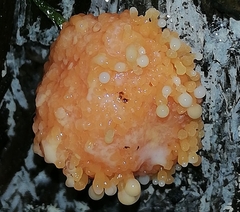Tubifera
