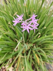 Tulbaghia violacea
