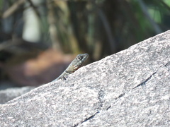 Tropidurus