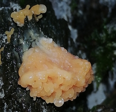 Tubifera