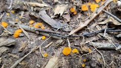 Lamprospora
