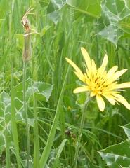 Tragopogon orientalis