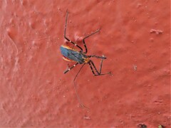 Zelus longipes