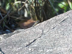 Tropidurus