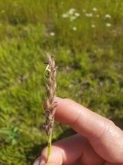 Leymus innovatus