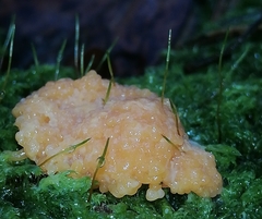 Tubifera