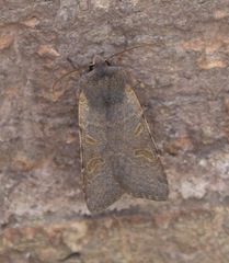 Agrochola lychnidis