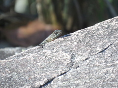 Tropidurus