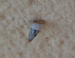 Cochlicella