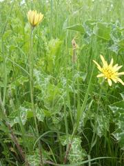 Tragopogon orientalis