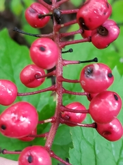 Actaea × ludovicii