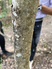 Fraxinus americana