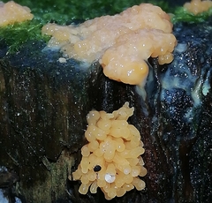Tubifera