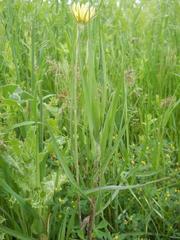 Tragopogon orientalis