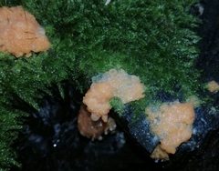 Tubifera
