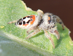 Phidippus californicus