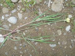 Tragopogon orientalis